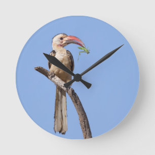 Red-billed Hornbill Round Clock