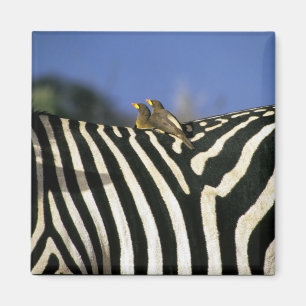 Red-billed oxpecker bird on a Zebra back- Zimbabwe Magnet