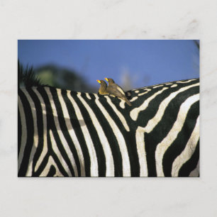 Red-billed oxpecker bird on a Zebra back- Zimbabwe Postcard
