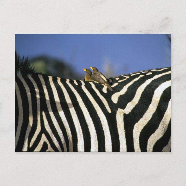 Red-billed oxpecker bird on a Zebra back- Zimbabwe Postcard (Front)