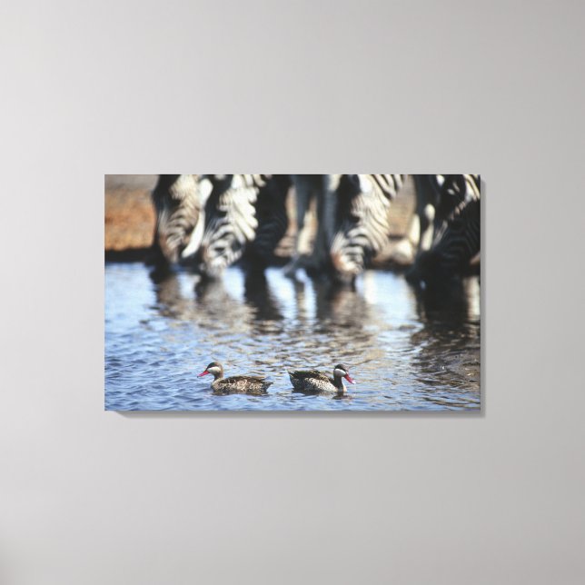 Red-billed teal (Anas erythrorhyncha) pair in Canvas Print (Front)