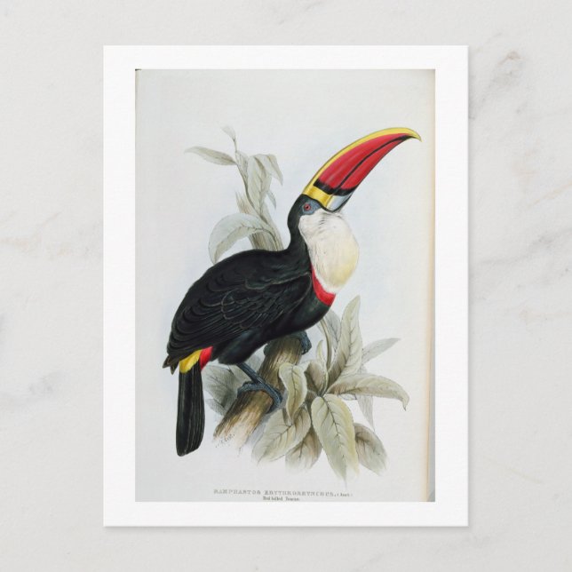 Red-Billed Toucan, from 'A Monograph of the Rampha Postcard (Front)