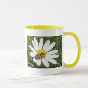 Red-black beetle on white margerite, cup