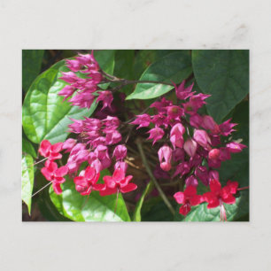 Red Bleeding Heart Photo Postcard