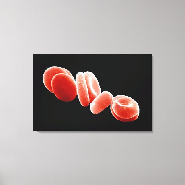 Red Blood Cells Canvas Print (Front)
