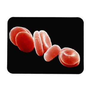 Red Blood Cells Magnet