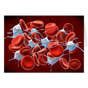 Red Blood Cells With Leukocytes