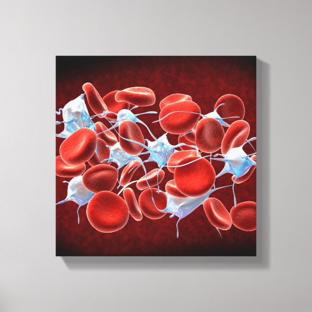 Red Blood Cells With Leukocytes Canvas Print (Front)