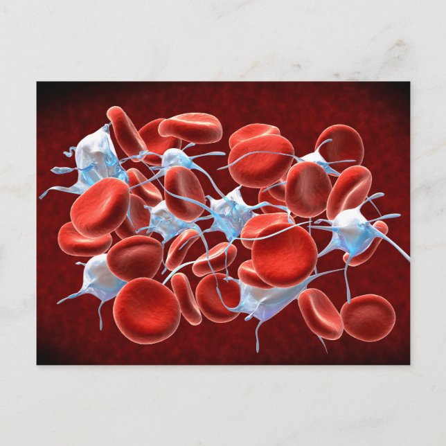 Red Blood Cells With Leukocytes Postcard (Front)