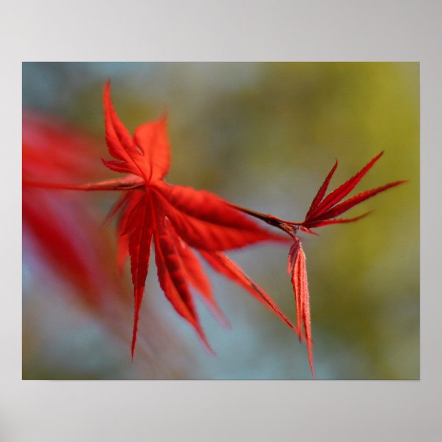 "Red Bloom", Maple leaf Poster (Front)