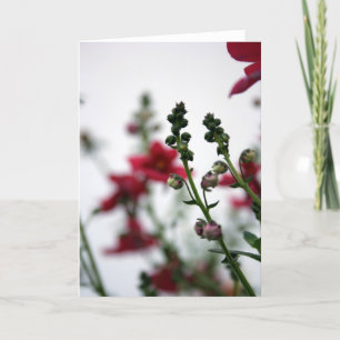 Red blur Diascia 1 Floral Photography Card
