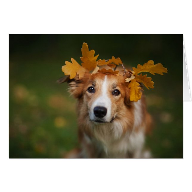 Red Border Collie With a Garland of Autumn Leaves (Front Horizontal)