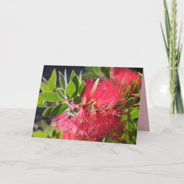 Red Bottlebrush Australian Flower floral Card (Front)