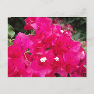 Red Bougainvillea Postcard