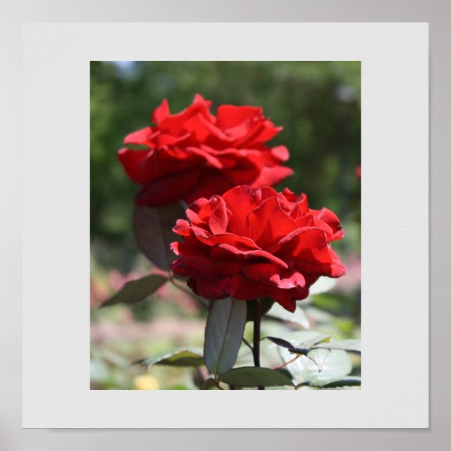 Red Bouquet Print (Front)