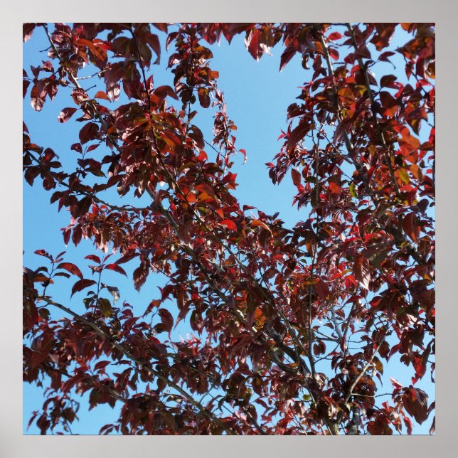 red branches under the blue sky poster (Front)