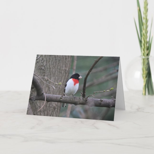 Red-Breasted Grosbeak card (Front)