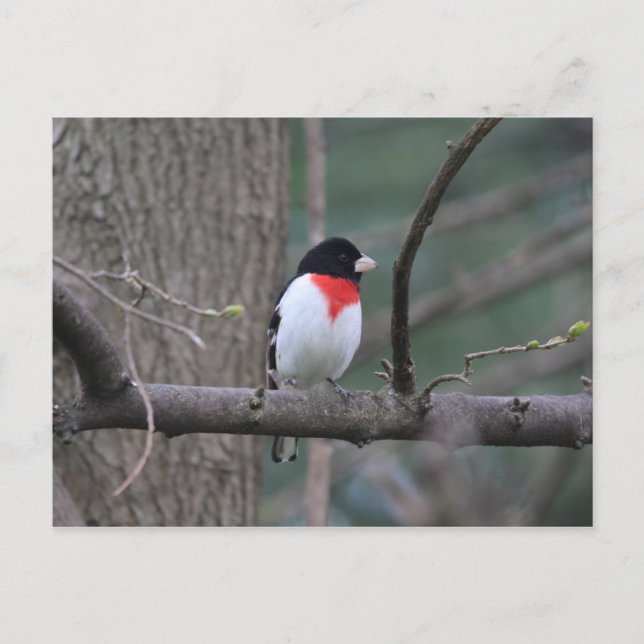 Red-Breasted Grosbeak postcard (Front)