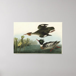 Red-breasted Merganser, Audubon's Birds of America Canvas Print