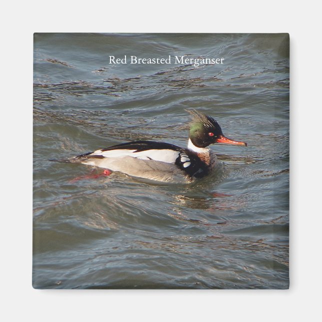 Red Breasted Merganser magnet (Front)