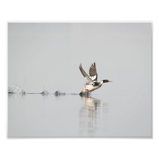 Red-breasted Merganser Taking to Flight Print (Front)