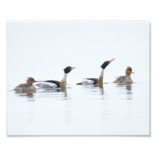 Red Breasted Mergansers Swooning the Ladies Print