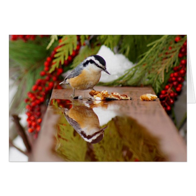 Red-breasted Nuthatch (Front Horizontal)