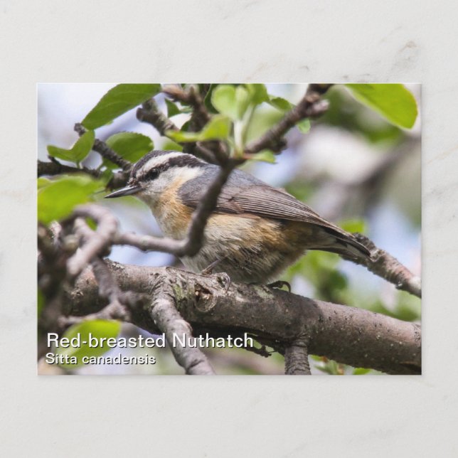 Red-breasted Nuthatch Postcard (Front)