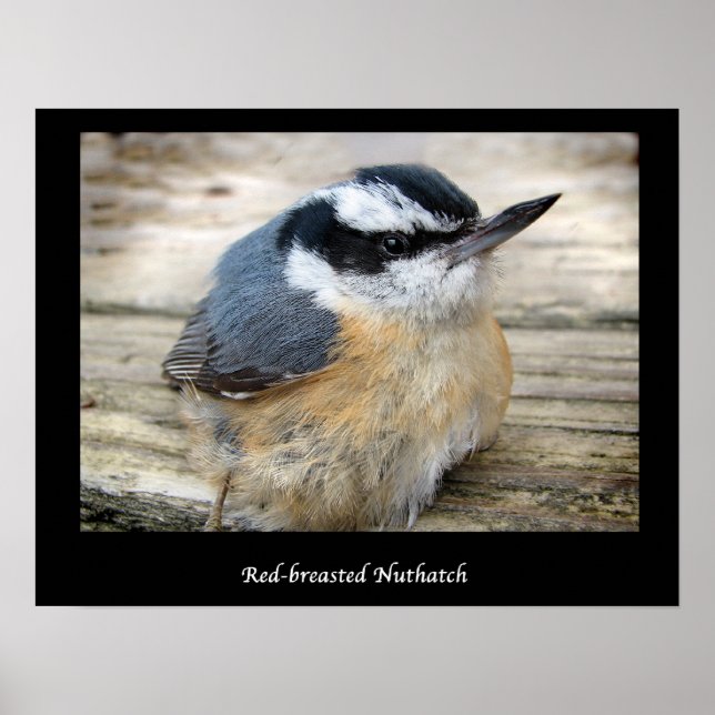 Red-breasted Nuthatch Poster (Front)