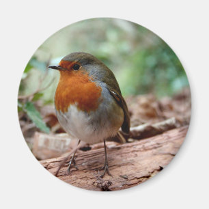 Red-breasted Robin on a Limb Magnet