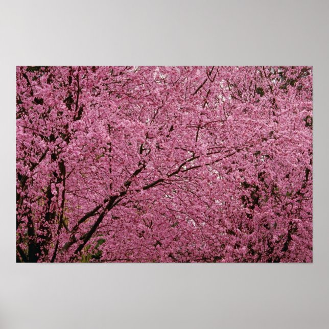 Red Bright spring blossoms on flowering plum trees Poster (Front)