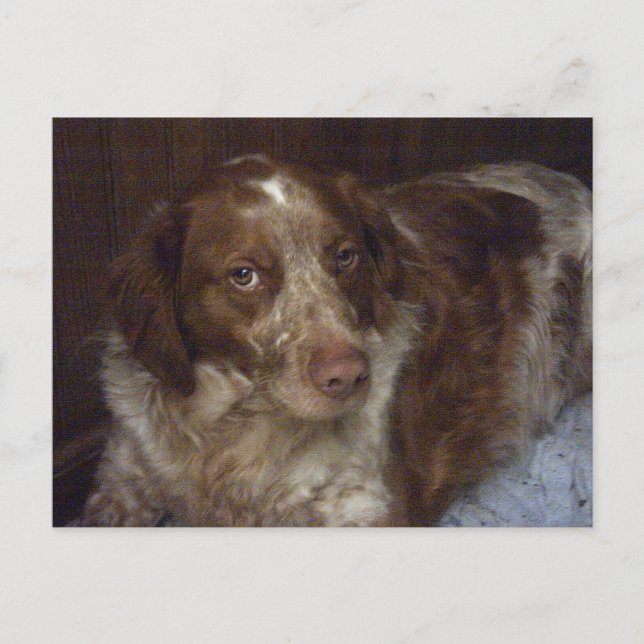 Red Brittany Spaniel dog postcard épagneul breton (Front)