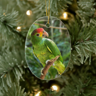 Red Browed Amazon Parrot Ceramic Ornament