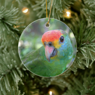 Red Browed Amazon Parrot II Ceramic Ornament