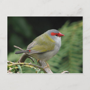 Red Browed Finch Postcard