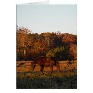 Red  Brown horse, autumn woods.