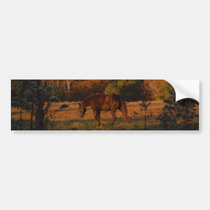 Red  Brown horse, autumn woods. Bumper Sticker
