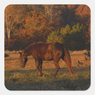 Red  Brown horse, autumn woods. Square Sticker