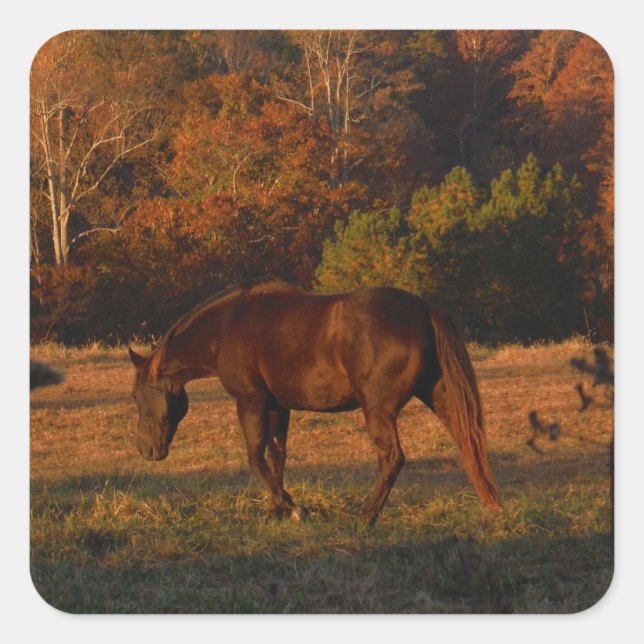 Red  Brown horse, autumn woods. Square Sticker (Front)
