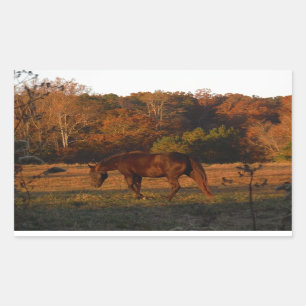 Red  Brown horse, autumn woods. Sticker