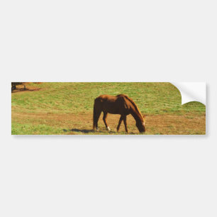 Red Brown horse in the  autumn trees Bumper Sticker