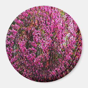 Red bud flowers...... magnet