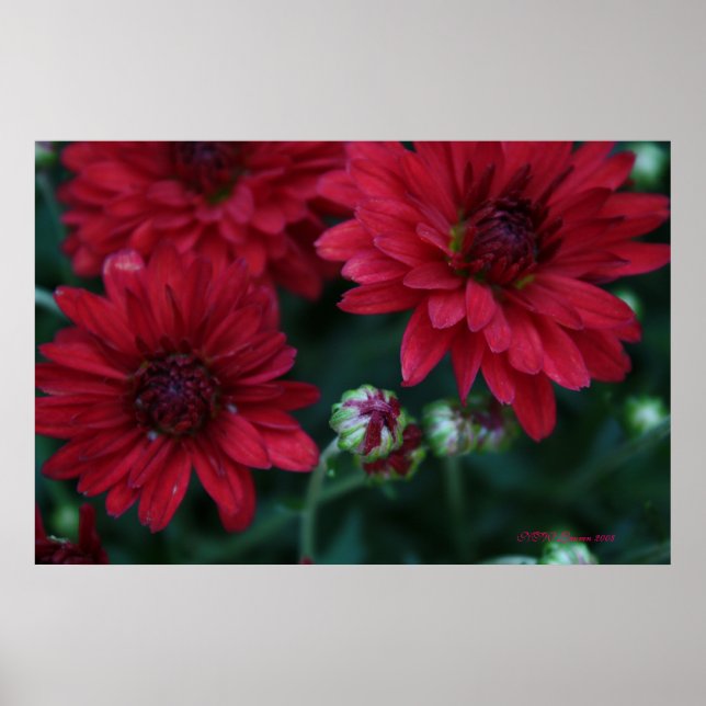 Red Bud Mum Poster (Front)