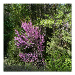 Red Bud tree in the Spring... Poster
