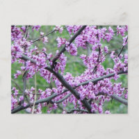 Red Bud Tree