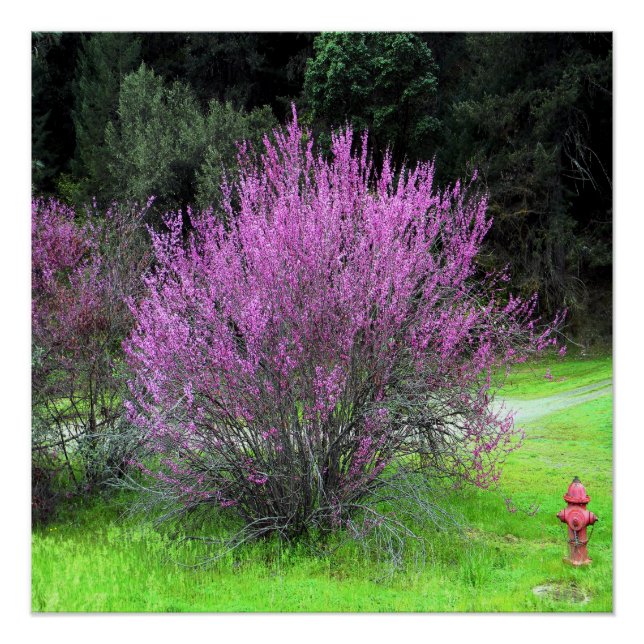 Red Bud tree.... Poster (Front)