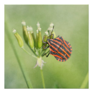 Red Bug - One More Bottle Does Not Hurt Poster