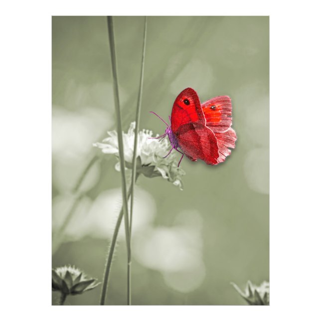 Red butterfly photo print (Front)