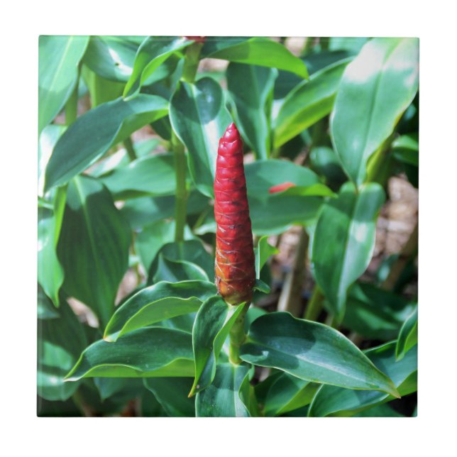 Red Button Ginger Tile (Front)