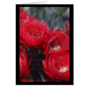 Red cactus bloom